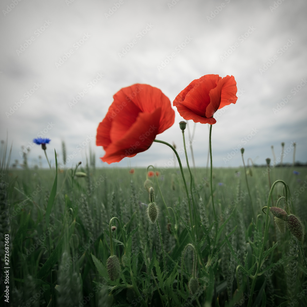 Obraz premium Mohnblüte VII