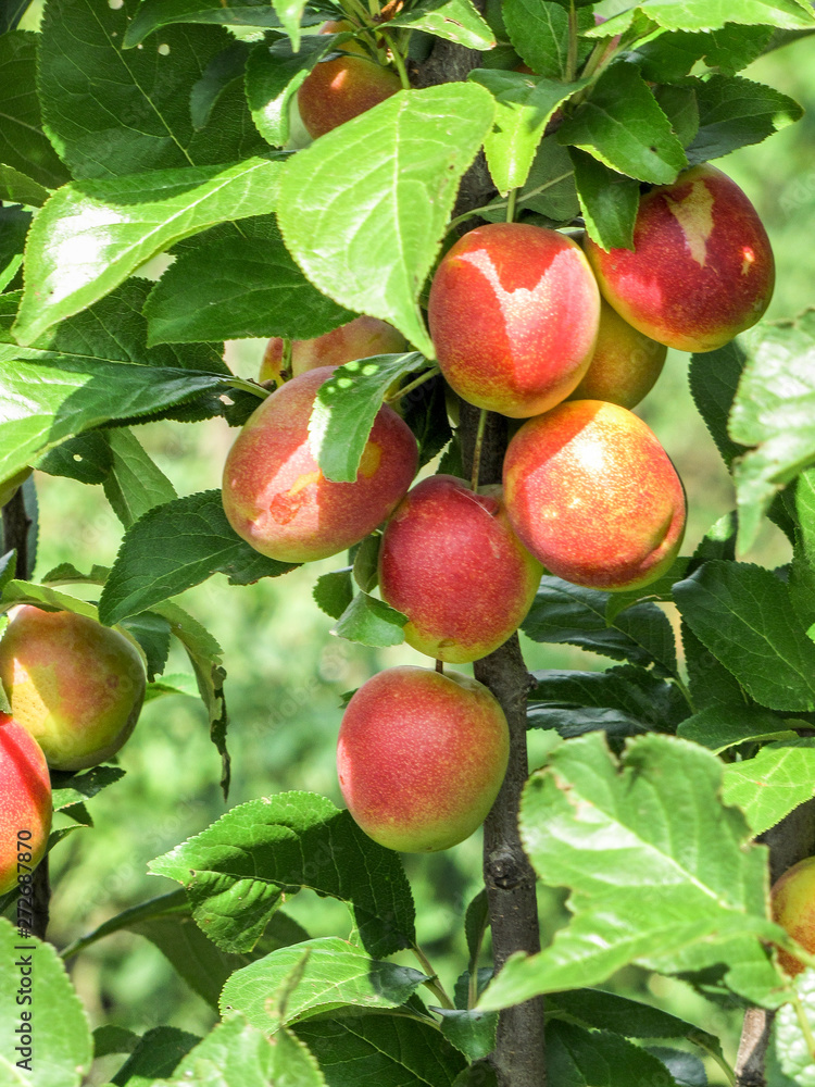 large crop of yellow-red plums on the branches large crop of yellow-red plums on the branches