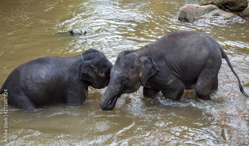 elephants in water © Javi