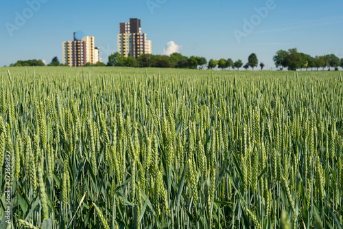 wheat corn field at the bor...