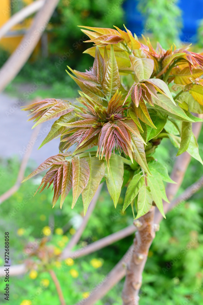 green plant in the garden