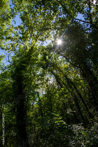 Soleil perçant la canopée