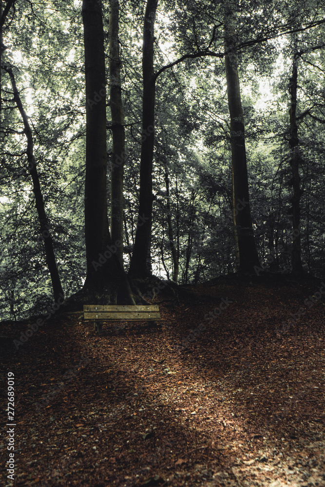 Obraz premium Beautiful mystical forest in autumn