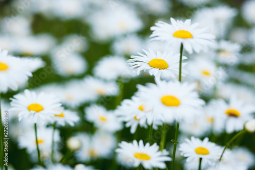 Summer meadow with white daisies.