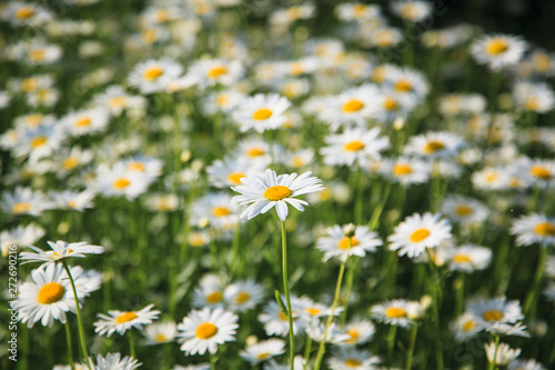 Summer meadow with white daisies.