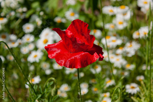 Red poppy with a black center backlit by the sun on a blurred background of a green meadow with white daisies.
