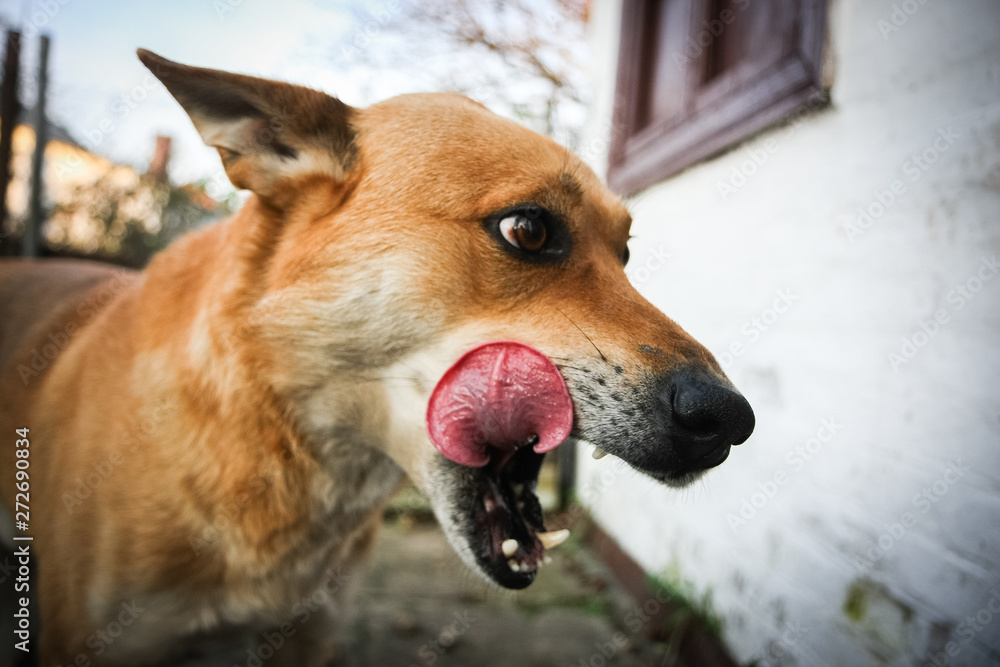 Funny red dog is licking Funny red dog is licking