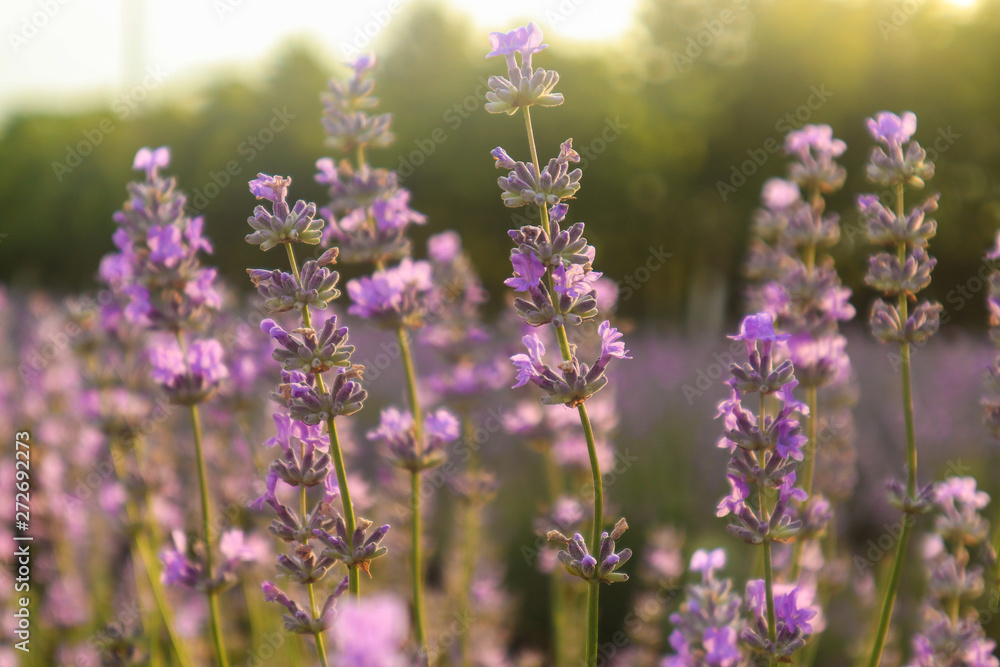 Beautiful blooming lavender flowers in garden, close up Beautiful blooming lavender flowers in garden, close up