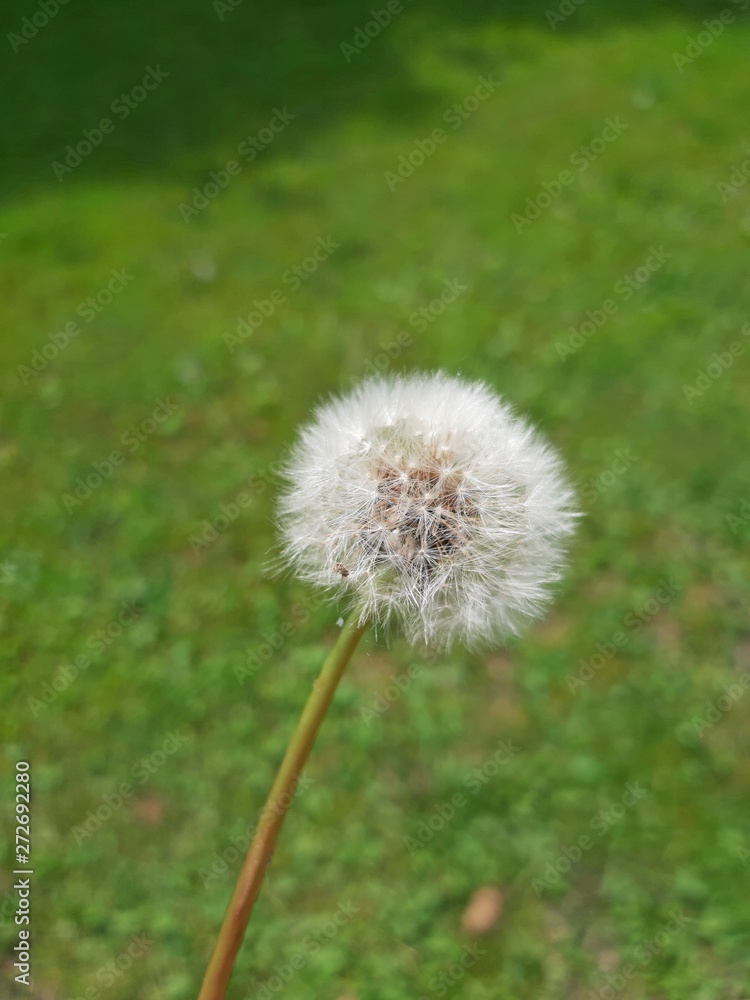 Fototapeta premium white dandelion flower on green meadow background in Poland