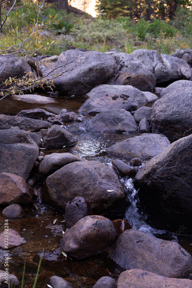 Obraz premium forest