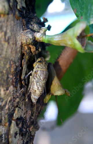 Cicada climbing to the trunkin the sunlight, ready for mating photo