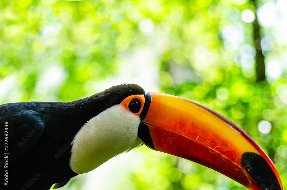 Fototapeta premium Close up portrait of a toucan