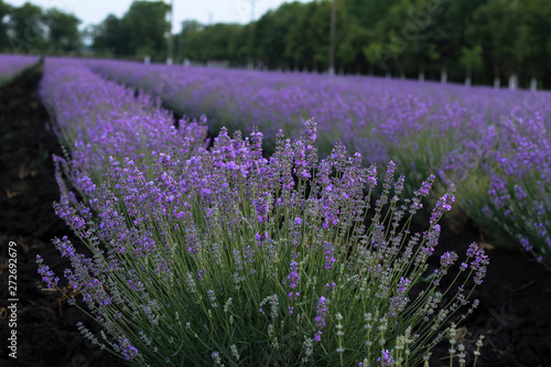 Beautiful blooming lavender fields