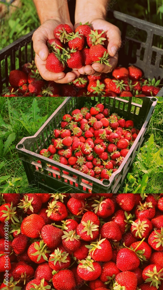 Harvesting fresh strawberries in June. Sweet red strawberry. Strawberry Farm Box with ripe berry. Manual labor in the garden. A bunch of strawberries in hand. Harvesting fresh strawberries in June. Sweet red strawberry. Strawberry Farm Box with ripe berry. Manual labor in the garden. A bunch of strawberries in hand.