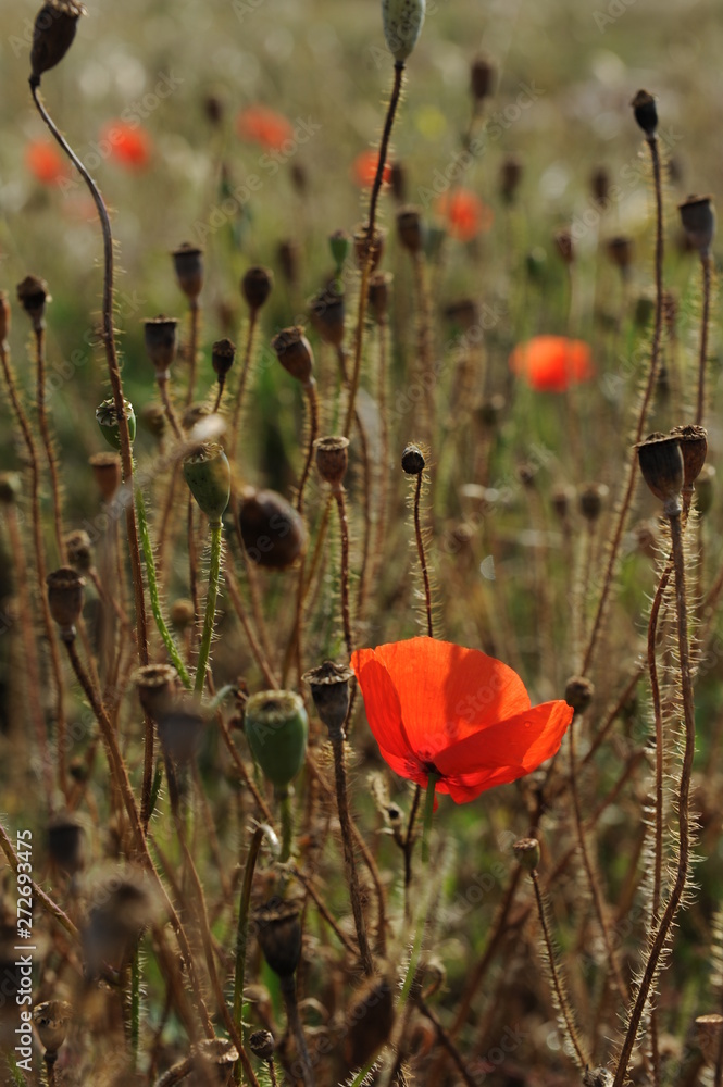 Obraz premium Roter Mohn