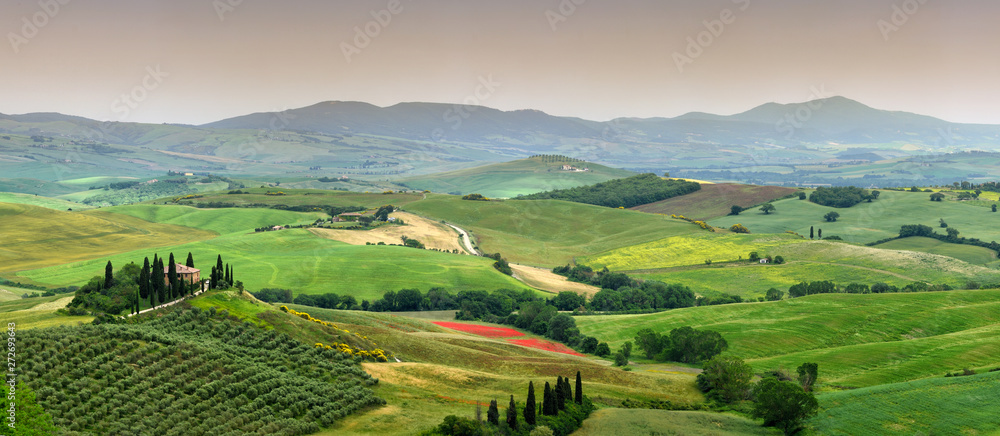 beautiful landscape of Tuscany in Italy, Podere Belvedere in Val d Orcia near Pienza with cypress, olive trees and green rolling hills. Siena, Italy.