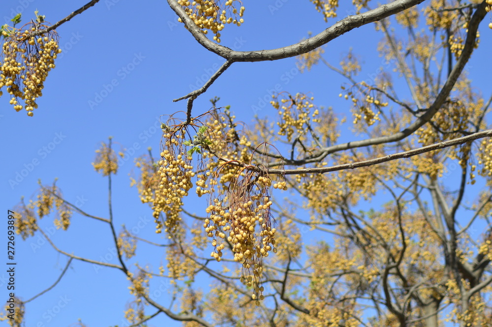 Fototapeta premium spring petals on tree branches