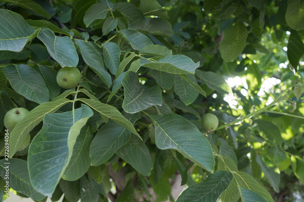 Walnut tree Not ripe walnut in the sun. Closed walnut on a branch with leaves. Blurred background. Walnut tree Not ripe walnut in the sun. Closed walnut on a branch with leaves. Blurred background.
