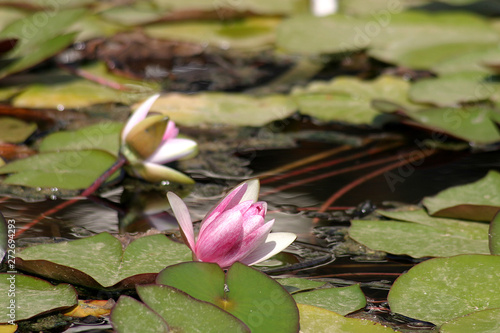 Water lily in the garden, Cannes, France