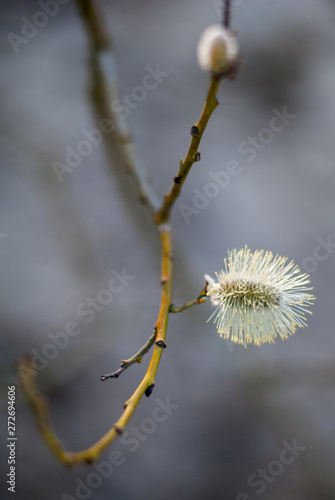 Single flower of goat willow