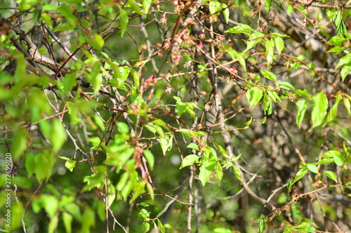 branch of a tree with green leaves