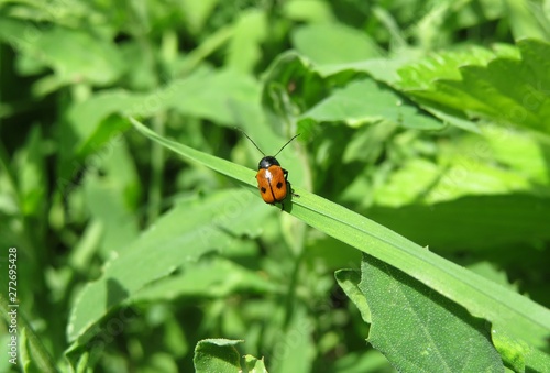 Red beetle on grass in the garden, closeup