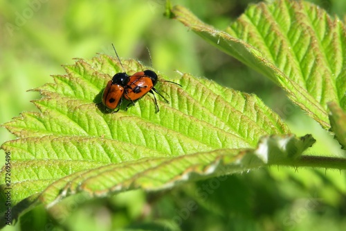 Red beetles mating on raspberry leaves in the garden 