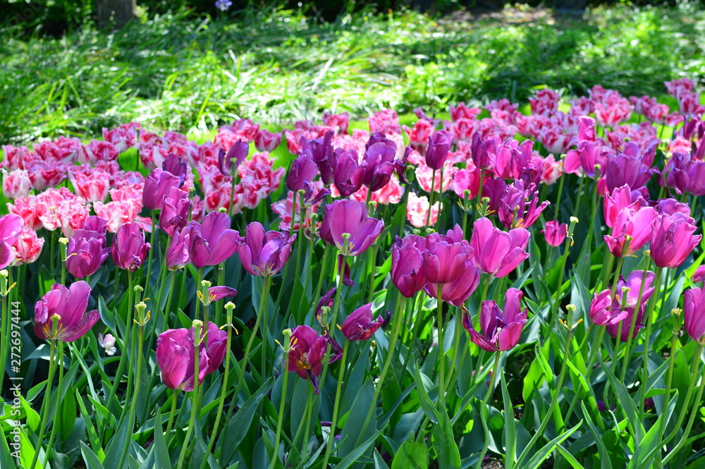 tulips in the garden