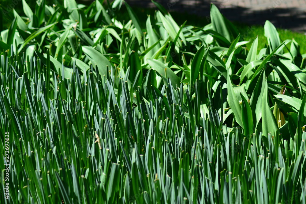 Fototapeta premium field of red tulips
