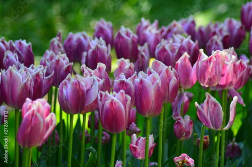 field of red tulips