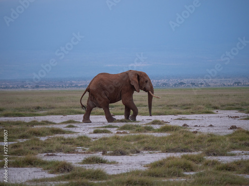 Elephant family roaming in Amboseli National Park  Kenya 