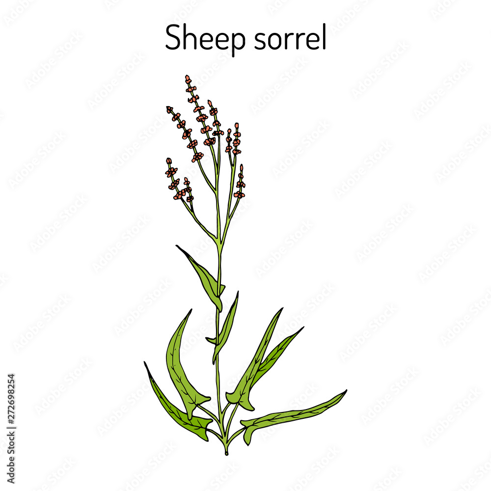 Sheep s sorrel rumex acetosella , or sour weed, medicinal plant Sheep s sorrel rumex acetosella , or sour weed, medicinal plant