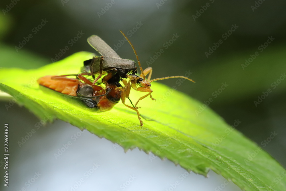 beetles beetles