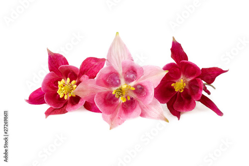 Fototapet three red pink flower of aquilegia or akelei fresh flowers with water drops isol