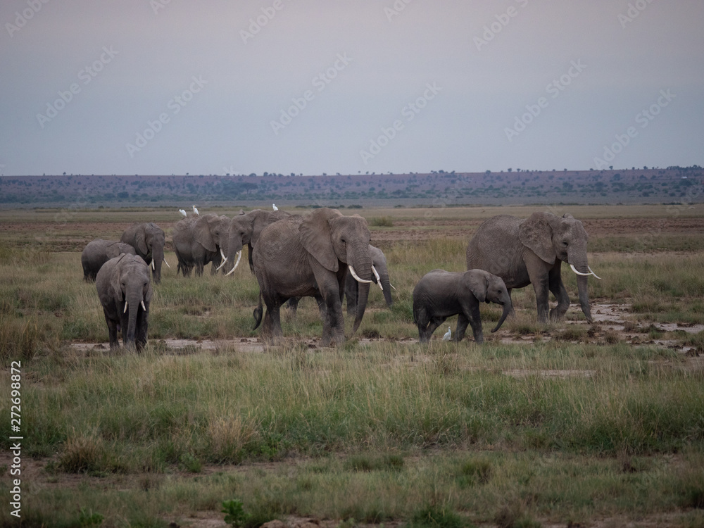 Elephant family roaming in Amboseli National Park, Kenya 