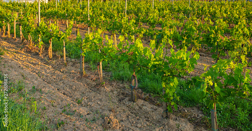 Nice vineyard in the morning