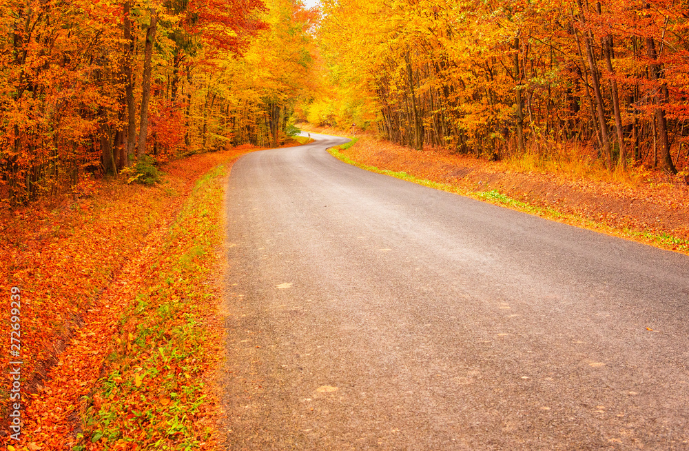 Fototapeta premium Pathway in the forest at autumn