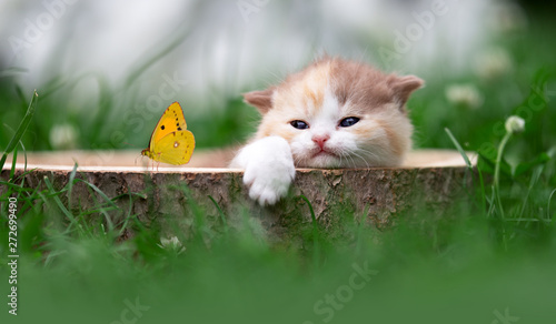 Kitten mit Schmetterling relaxt im Garten