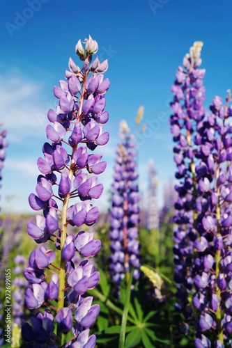 Violet lupine  Lupinus  lupin  flower Blooming in the meadow. Lupins in full bloom