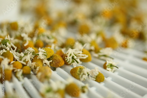 chamomile flowers medical dry billet photo