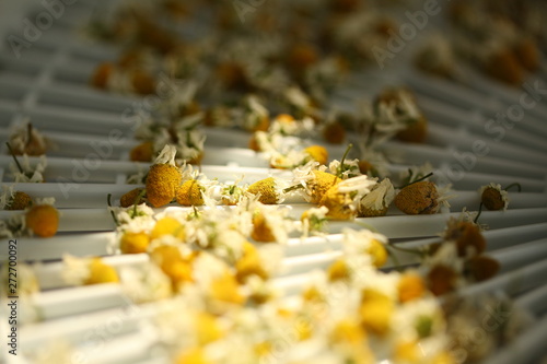 chamomile flowers medical dry billet