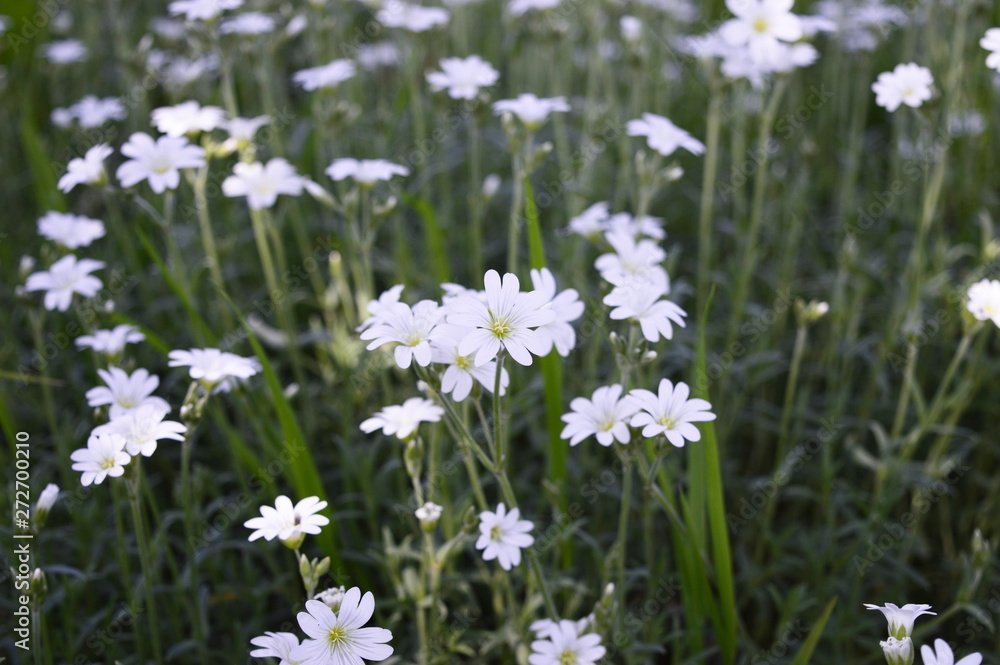 Closeup Cerastium tomentosum called also Snow-in-Summer with blurred background in garden