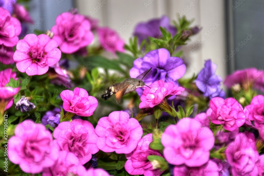 Pelargonien, Geranien, Balkon, Balkonblumen, Zierblumen, Blüte, Blüten