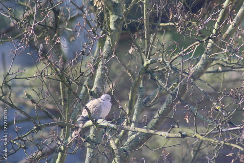 bird on a branch