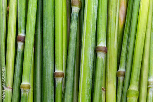 Green macro rye stalks that look like stacked bamboo sticks.