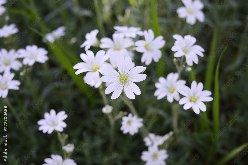 Closeup Cerastium tomentosum called also Snow-in-Summer with blurred background in garden Closeup Cerastium tomentosum called also Snow-in-Summer with blurred background in garden