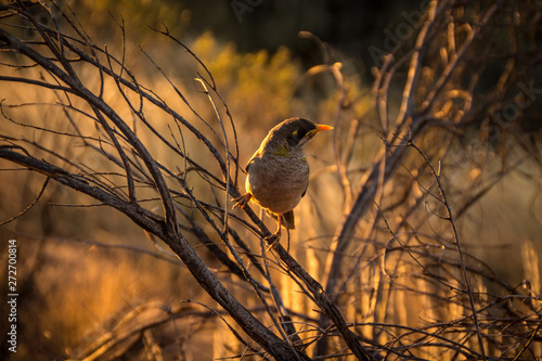 Vogel auf Ast photo