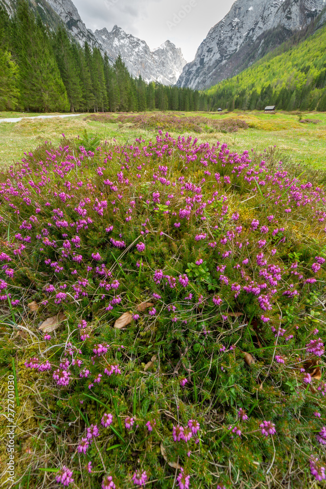 Fototapeta premium Spring in Krma valley at the Julian Alps with wild flowers blooming, Triglav national park, Slovenia