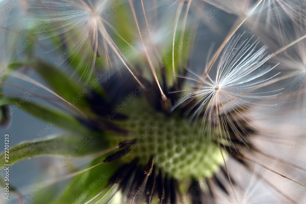 Obraz premium Dandelion. Dandelion seeds close up. Soft focus