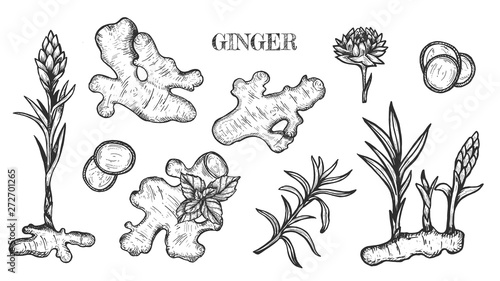 Vector hand drawn Ginger set. Root, ginger pieces and flower. Engraved style illustration. Herbal spice. Detox food ingredient